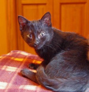 . Elvira .