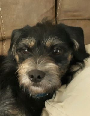 . Enzo .