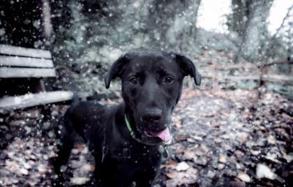 . Reggie .