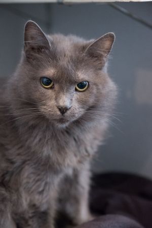 . Lady Grey .