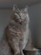 . Lady Grey .