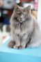 . Lady Grey .