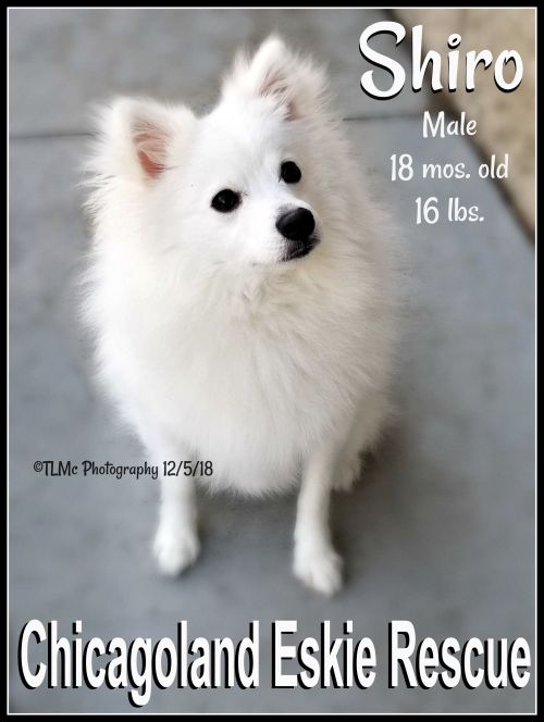Shiro