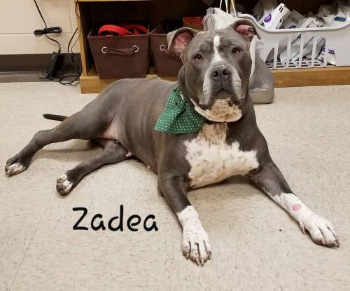 . Zaeda .