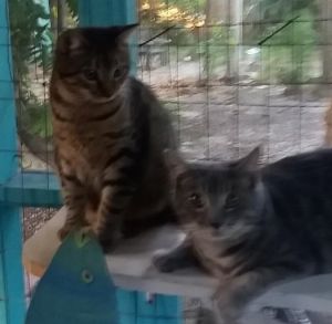 . Cary and Max, Fl. .
