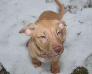 . Dakota (Puppy) .