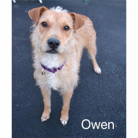 . Owen .