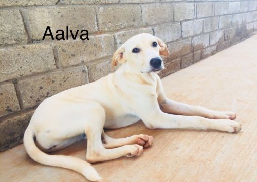 . Aalva .