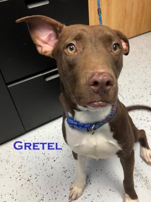 . Gretel-P4P dog .