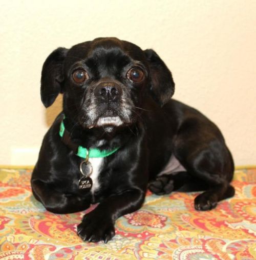 . Pugsley .