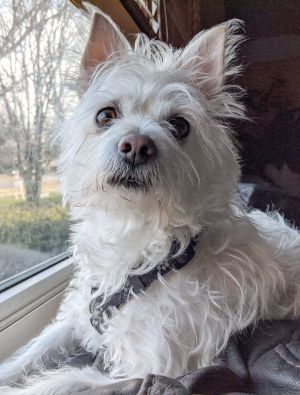 Photo of Li'l Abner
