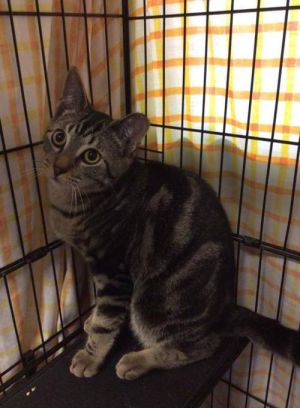 . Figaro .