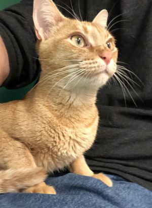 . GINGER SNAP .