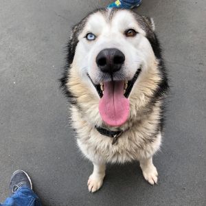 . Kenai .