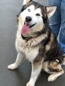 . Kenai .