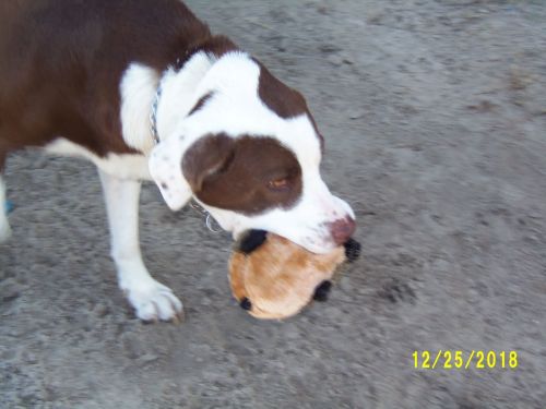 . Buddy Courtesy Lising .