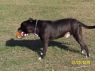 . Bailey Courtesy Listing .