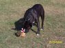 . Bailey Courtesy Listing .