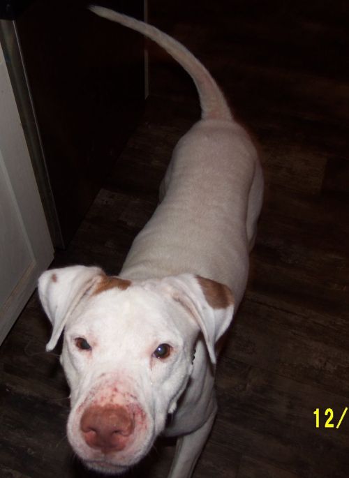 . Petey Courtesy Listing .