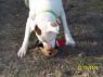 . Petey Courtesy Listing .