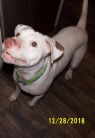 . Petey Courtesy Listing .