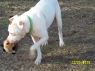 . Petey Courtesy Listing .