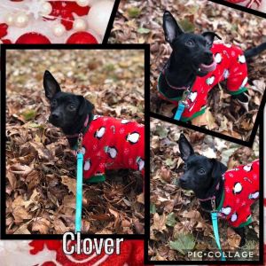 . Clover .