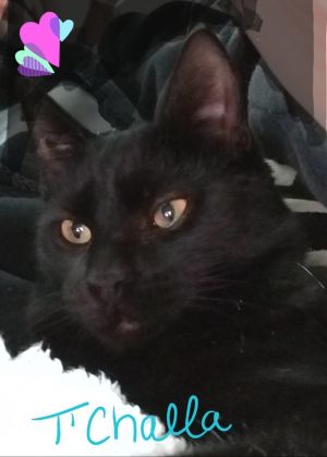 . T'Challa .