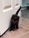 . T'Challa .