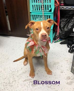 . Blossom-P4P dog .