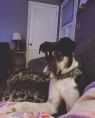 . Piper .