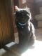 . Hersey Kiss Egyptian Purrsian .