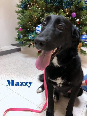 . Mazzy(Laverne)-P4Pdog .