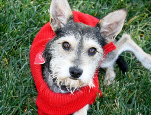 . Cyrus - I love to play with other dogs! Watch my video! .