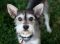 . Cyrus - I love to play with other dogs! Watch my video! .