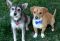 . Cyrus - I love to play with other dogs! Watch my video! .