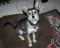 . Cyrus - I love to play with other dogs! Watch my video! .