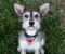 . Cyrus - I love to play with other dogs! Watch my video! .
