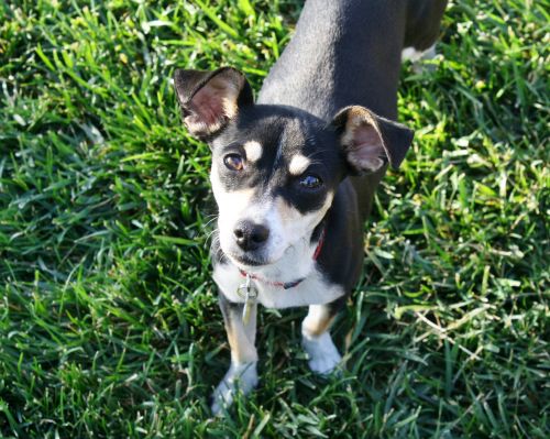 . Allison - I'm an easy dog! .