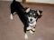 . Allison - I'm an easy dog! .