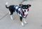 . Allison - I'm an easy dog! .