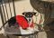 . Allison - I'm an easy dog! .