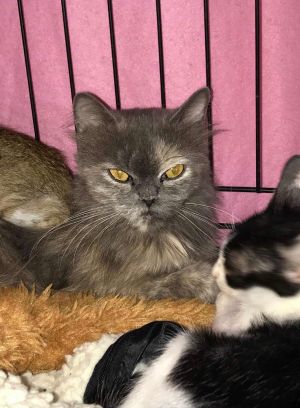 . Lorenza Mini Gray Kuwaiti Purrsian .