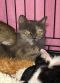 . Lorenza Mini Gray Kuwaiti Purrsian .