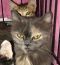 . Lorenza Mini Gray Kuwaiti Purrsian .