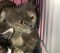 . Lorenza Mini Gray Kuwaiti Purrsian .