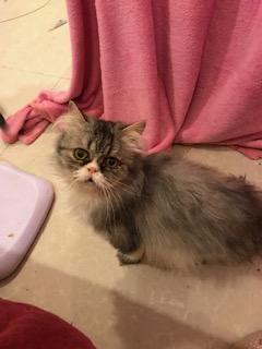 . Picasso Flat Faced Kuwaiti Purrsian .