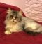 . Picasso Flat Faced Kuwaiti Purrsian .