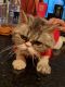 . Picasso Flat Faced Kuwaiti Purrsian .
