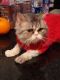 . Silver Picasso Le Petit Kuwaiti Purrsian Prince .